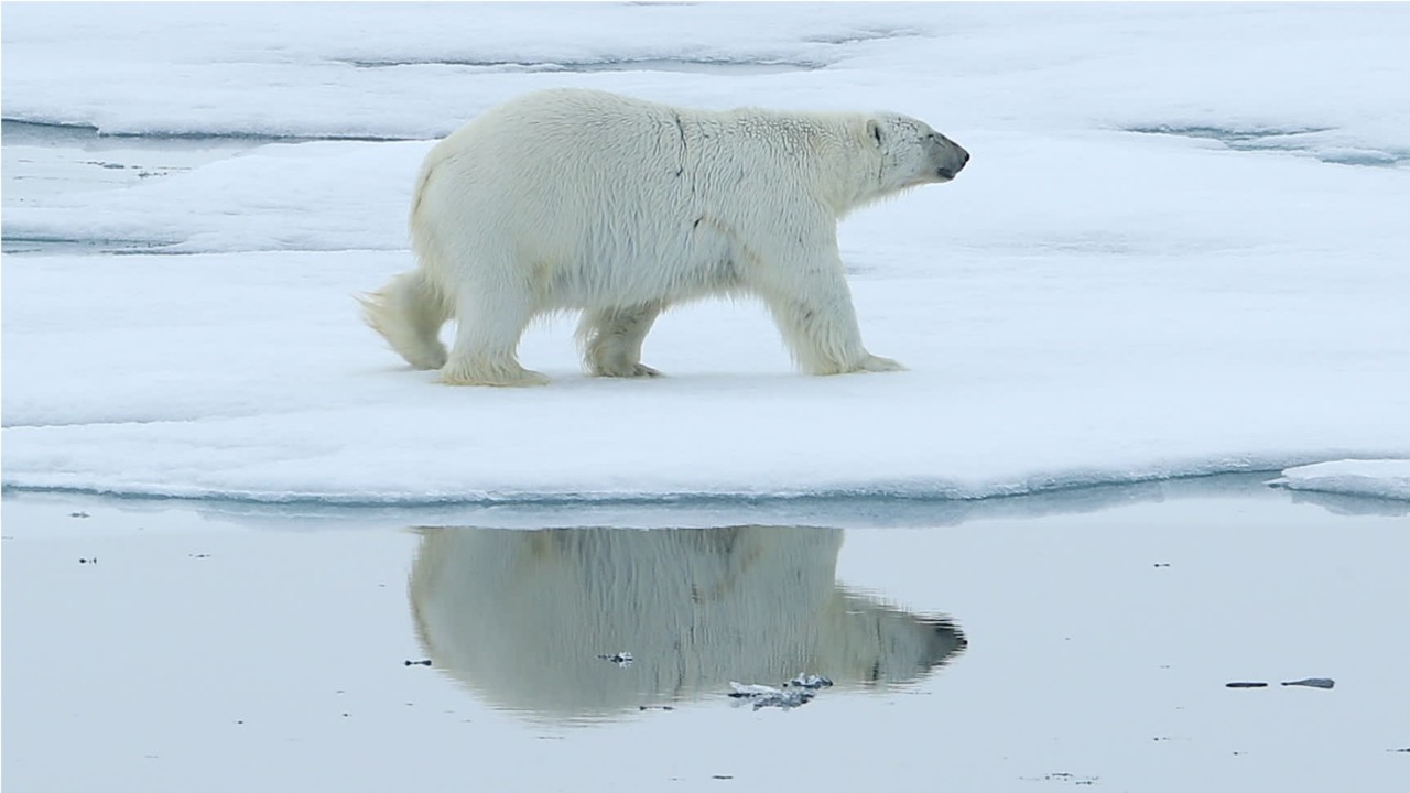 Trump admin overhauls Endangered Species Act