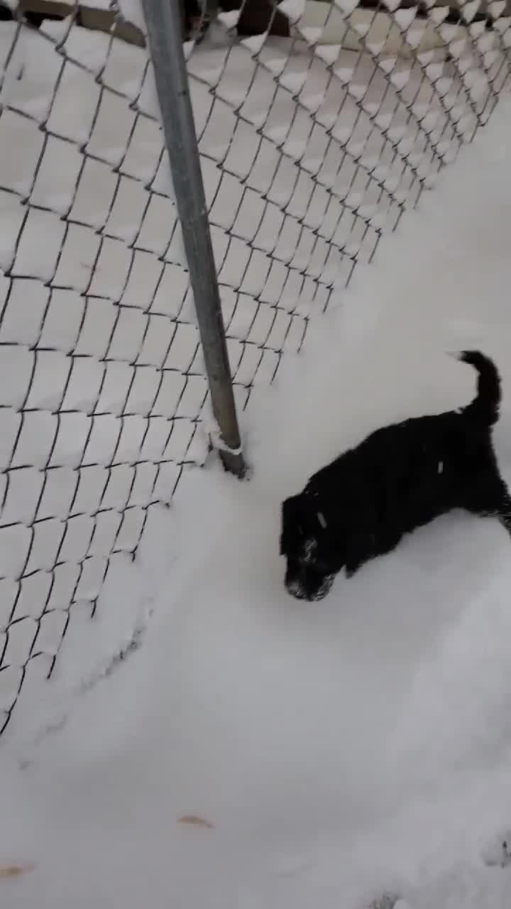 Puppies wander in snow for the first time