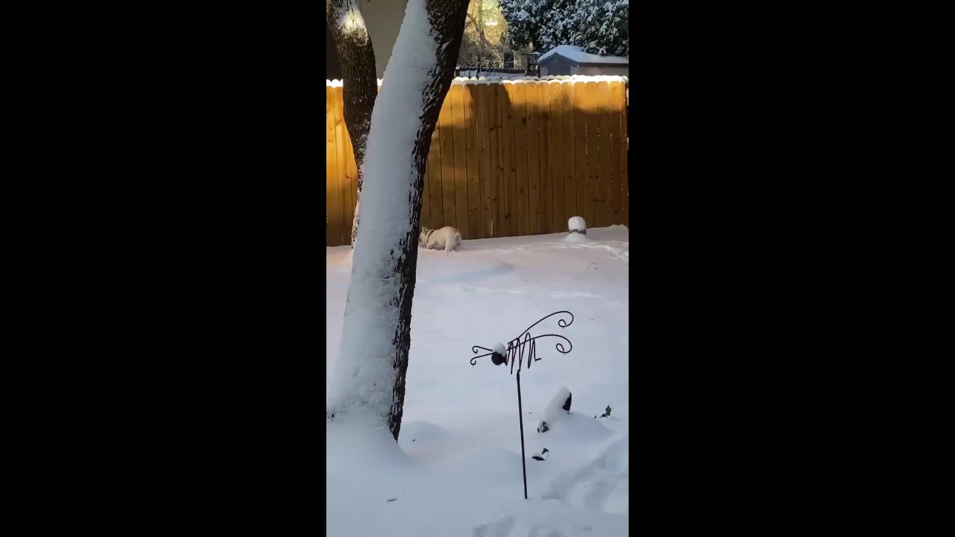 Texas dog experiences in snow for 1st time