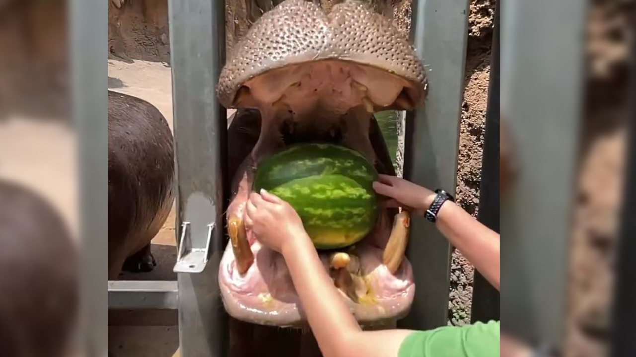 Watch: Watermelon is no match for hungry hungry hippo at San Antonio Zoo