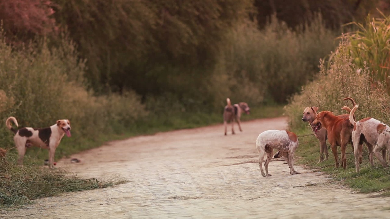 Canine coronavirus in humans found in Malaysia