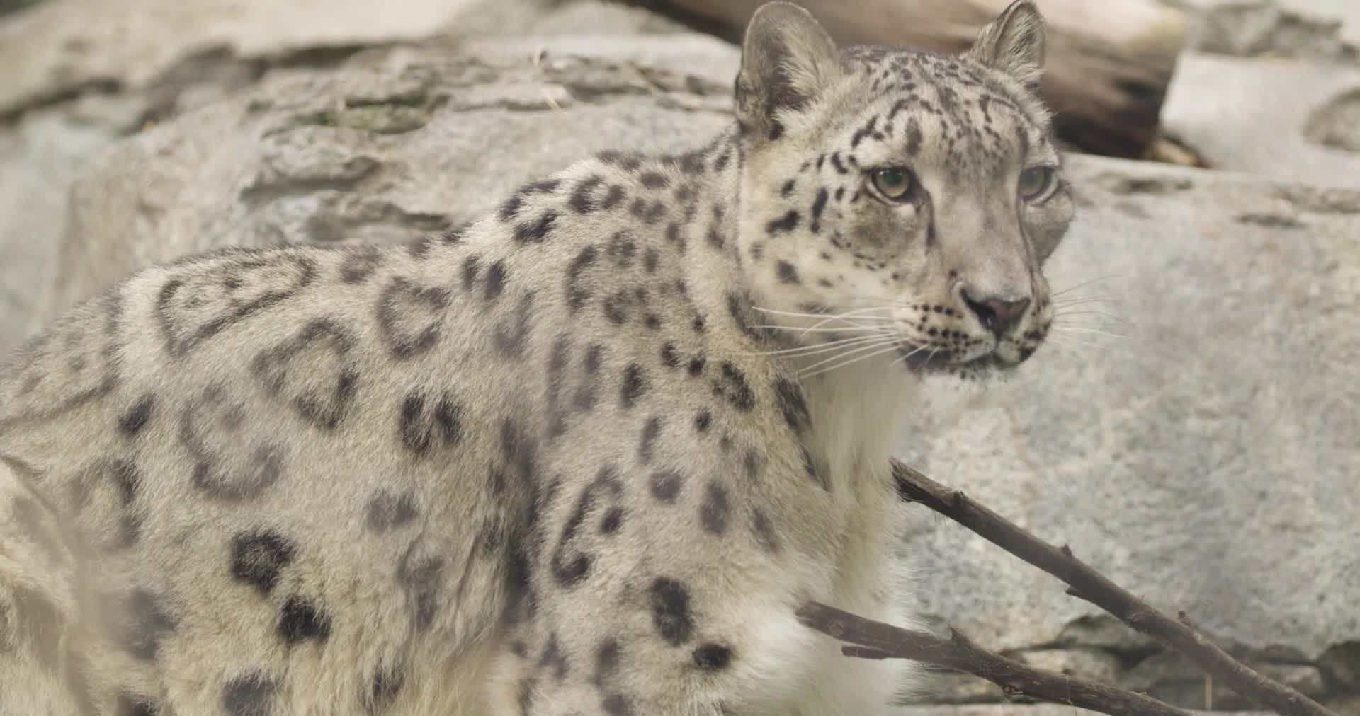 Snow Leopard at the San Diego Zoo Suspected Positive for COVID-19