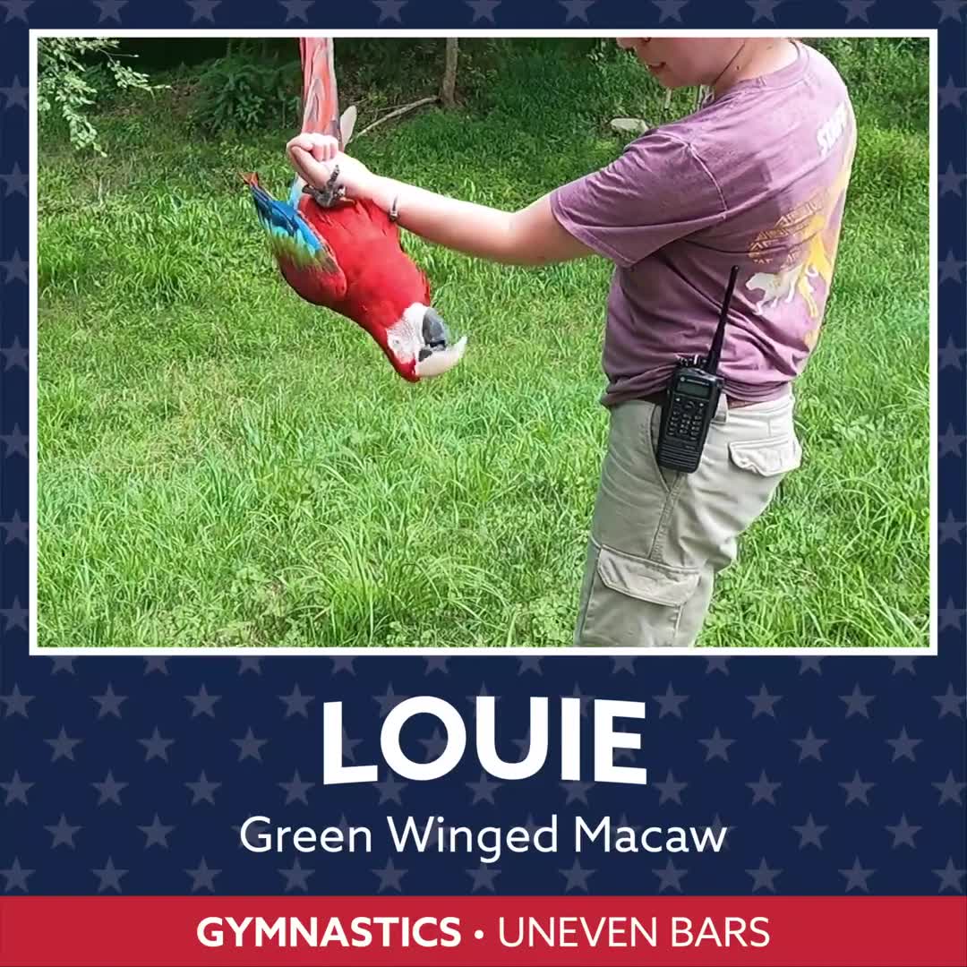 Animals Participate in 'Olympic' Events at Maryland Zoo